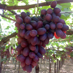 Crimson Grapes