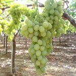 Italia Grapes