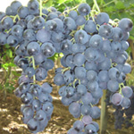 Palieri Grapes
